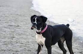 We are located in the town of gorham, maine. The Curious Case Of The Black Boxer Dog Or Is It Boxer Dog Diaries