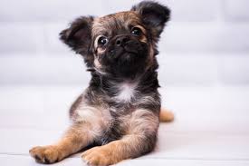 Chihuahua maltese puppies are awesome. Shih Tzu Chihuahua Mix Complete Guide To The Shichi