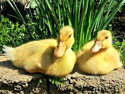 Raising Ducks For Eggs Almanac Com