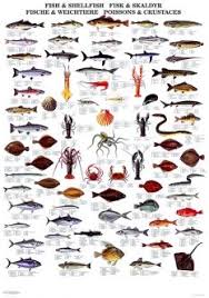 Fish Shellfish Seafood Products Fish Freshwater Fish