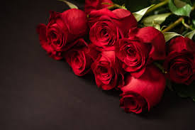 red roses on a black background free