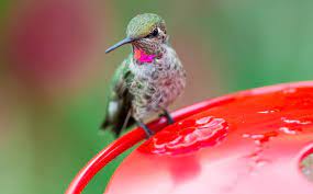 The 8 Best Hummingbird Feeders That