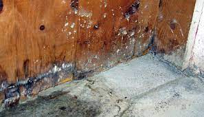 Basement Mold How To Get Rid Of Mold