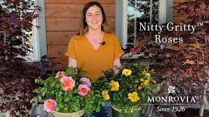 monrovia nitty gritty roses you