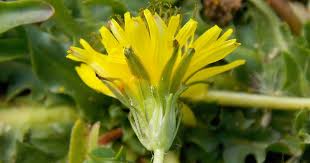 Taraxacum glaciale - Flora del Matese