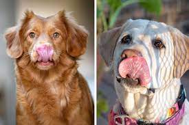 why do dogs smack their lips