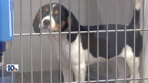 We will be there monday —june 7, 2021— to first 50 san antonio residents !!!!! Ri Pet Store Owner Defends Shop As Lawmakers Consider Animal Shelter Bill Wjar