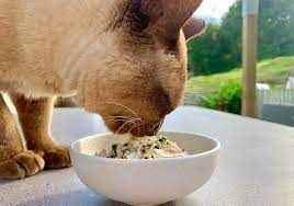 vet approved homemade cat food recipes