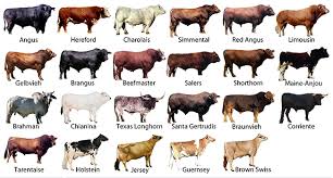 Observe All The Little Changes In The Growth Of Your Beef