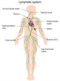 Lymph Nodes Healthdirect