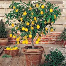Lemon Tree For Buy Meyer Lemon