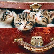 Find cats & kittens for sale, for rehoming and for adoption from reputable breeders or connect for free with eager buyers uk at freeads.co.uk, the cat & kitten classifieds. Purchase Bulk Buy Kitten Food Up To 77 Off