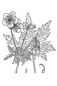 Plants Profile for Geranium pratense (meadow geranium)