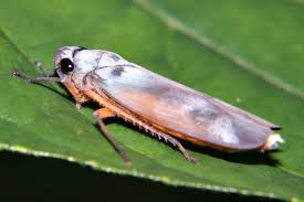 In colorado, black flies usually feed on birds and some livestock ( e.g., horses) buy may bite humans. Leafhopper