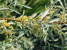 Russian olive (elaeagnus angustifolia) these pictures of this page are about:russian olive tree flowers. Russian Olive Oleaster Tree Elaeagnus Angustifolia 25 Seeds For Sale Jiovi