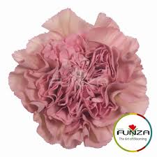 Specialty Carnation From Flores Funza Variety Lege Pink