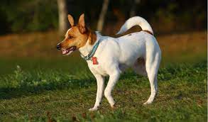 rat terrier breed facts and information