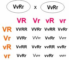 Resultado de imagem para fotos segunda lei de mendel