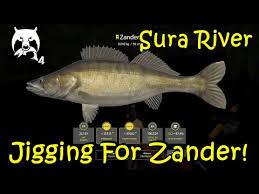 In this episode i travel to sura river again. Steam Community Video Russian Fishing 4 Sura Zander With A Personal Message From Me