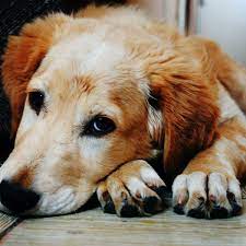 15 signs a dog is dying what to do