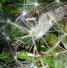 Billedresultat for mælkebøtte fra blomst til frø