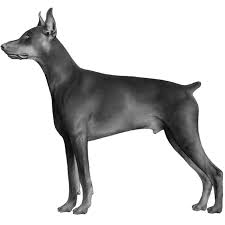 doberman pinschers dog breed info