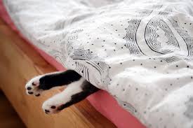 ผลการค้นหารูปภาพสำหรับ two cat on bed