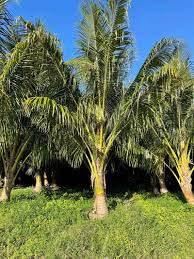 coconut palm parkland falls nursery