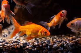 types of goldfish single and double