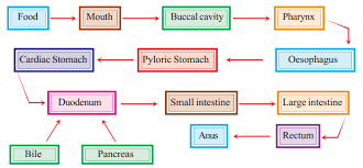 Simple Flow Chart Of The Digestive System Digestive System