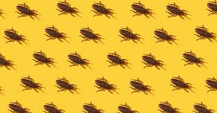 8 tips to get rid of roaches naturally