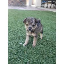 It's free to post an ad. Maltese Chihuahua Mix Puppies In Phoenix Arizona Puppies For Sale Near Me