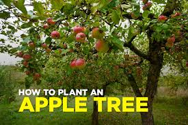 How To Plant Apple Trees Power Planter