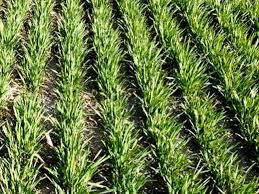 What Is The Meaning Of Feekes Growth Stages In Wheat