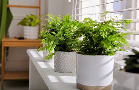 Indoor Plants Can Quickly Remove