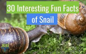 30 interesting fun facts of snail