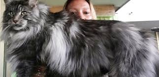 The study found male cats reach a higher weight peak than females, while cats that are spayed or neutered were also heavier than cats that hadn't been. What Is The Average Weight Of A Maine Coon Maine Coon Expert