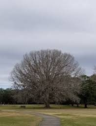 brookgreen gardens groupon