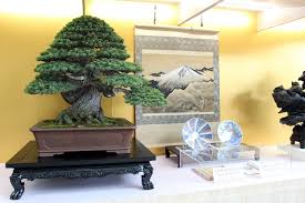 Bonsai di pino nero (kuromatsu). Care Guide For Pine Bonsai Species Pinus Bonsai Empire
