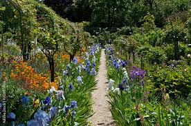 Monet S Garden Path Bordered By Iris In