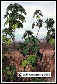 Castor Bean Plant
