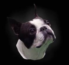 Colored Boston Terrier Truths Why Disqualified Colors Are