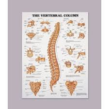 Anatomical Chart Of The Vertebral Column