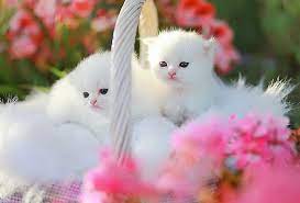 white cat kitten pink