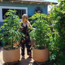 Shop great deals on smart pots 2 gallon garden pots boxes. How To Grow Cannabis Organically Seeds Soil Containers Care Homestead And Chill