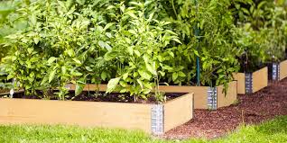 square metre gardening veggie
