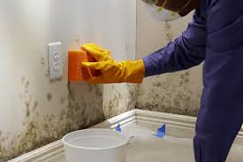 how to remove mold from walls in
