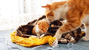 Download the most adorable kitten pictures and images for free! Mother S Day 15 Adorable Mama Cats And Their Kittens Pictures Cattime