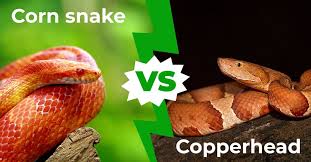 Corn Snake Vs Copperhead 5 Main
