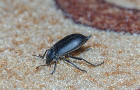 js pest control carpet beetles